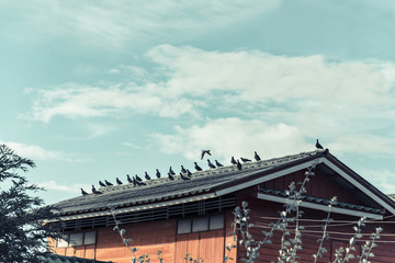 Many grey Pigeons Sitting on the Roof on a Sunny Day. vintage tone.