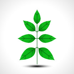 Green leaves, isolated on white background. Vector illustration