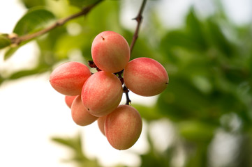 Mango Lime yawn yell, Karonda Fruit