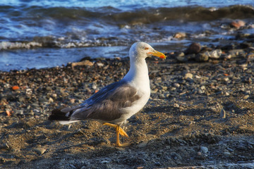 seagull walking along rocky beach in Spain