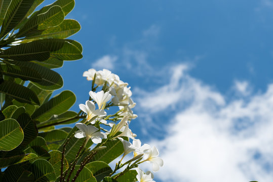 Plumeria on blue sky background