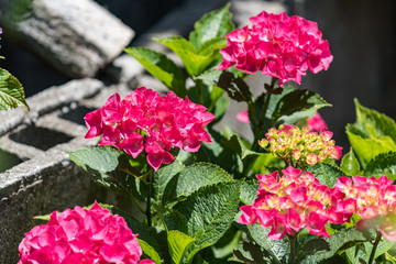 ピンクのアジサイの花