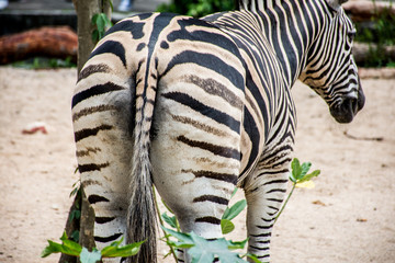 zebra