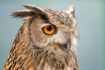 Buffy Fish Owl