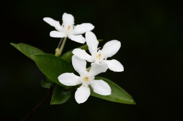 Fototapeta na wymiar white Wrightia antidysenterica flower in nature garden