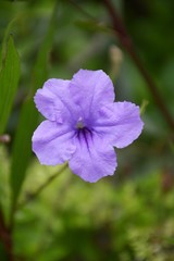Obraz premium blue ruellia tuberosa flower in nature garden