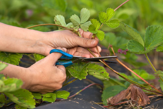 hands of gardener cutting strawberry