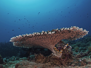 Solid Table Coral, Tischkoralle (Acropora clathrata)