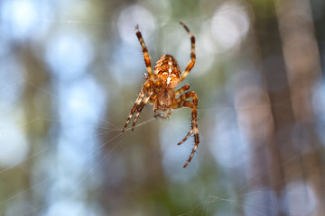 Spider in the web