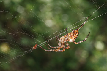 Spider in the web