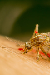 Macro of smashed mosquito (Aedes aegypti) to died