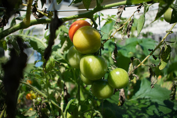 Unripe Tomatoes