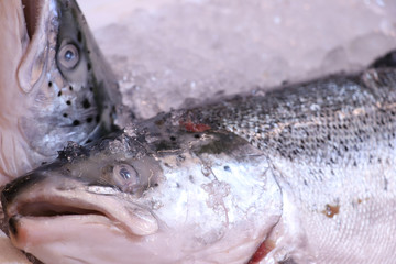 salmon freeze on ice