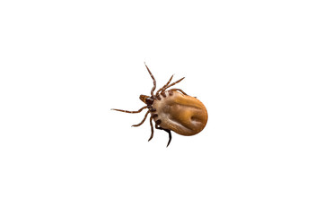 Tick filled with blood crawling on white background