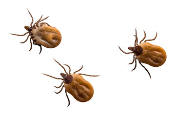 Ticks filled with blood crawling on white background