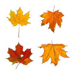 Set the autumn maple branch with leaves isolated