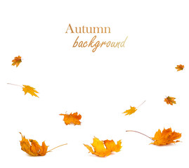 Autumn maple branch with leaves isolated on background