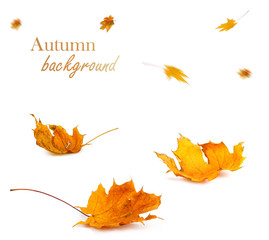 Autumn maple branch with leaves isolated on background