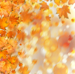 Fototapeta na wymiar Orange autumnal branch of tree on abstract background