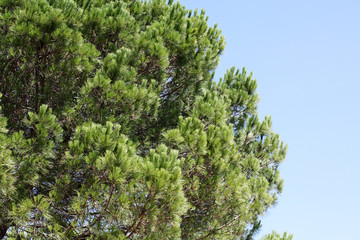 italien pine pinea