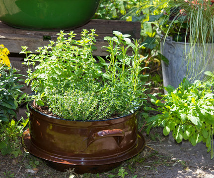 Several herbs like Basil and other in a old decorative pot.