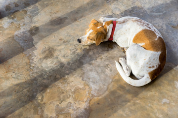 beautiful animal, puppy sunbathing on the cement floor