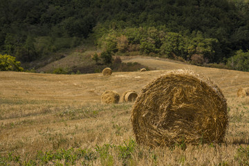 balle di fieno in campagna