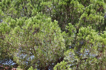 italien pine pinea