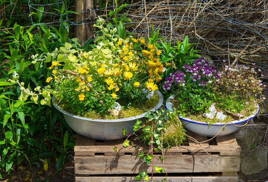 Several perennial plants potted in old containers.
