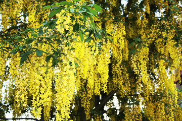 cassia fistula