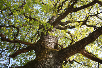 swiss oak