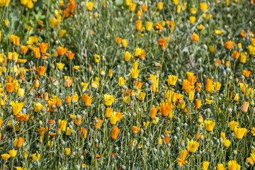 Field of Flowering Orange and Yellow Daisey Plants