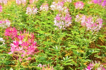 Pink Spiny Spider Flowers in a Garden