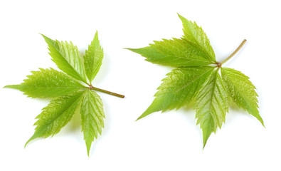 wild grapes leaf isolated on white background