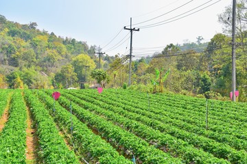 Fototapeta na wymiar Organic Strawberry Plantation in Chiang Mai, Thailand