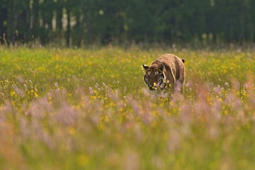 Obraz premium The Siberian tiger (Amur tiger - Panthera tigris altaica) in his natural environment in beautiful country