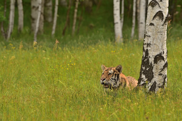 The Siberian tiger (Amur tiger - Panthera tigris altaica) in his natural environment in beautiful...