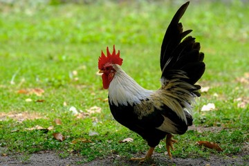 Chicken in park