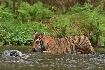 Fototapeta na wymiar The Siberian tiger (Amur tiger - Panthera tigris altaica) in his natural environment in the river in beautiful country 