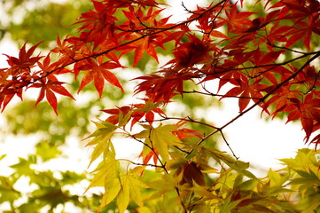 京都の紅葉