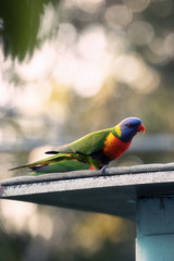 Rainbow lorikeet outside during the day.