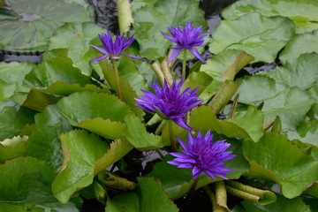 熱帯スイレン 紫の花