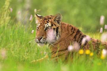 The Siberian tiger (Amur tiger - Panthera tigris altaica) in his natural environment in beautiful...