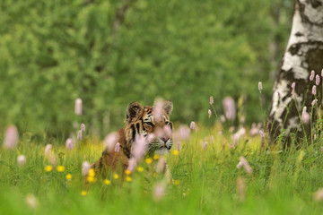 The Siberian tiger (Amur tiger - Panthera tigris altaica) in his natural environment in beautiful country