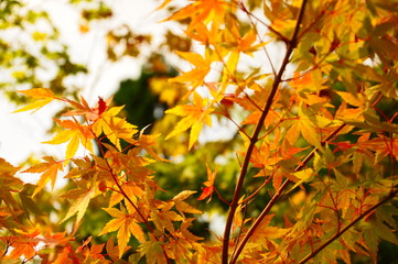 京都の紅葉