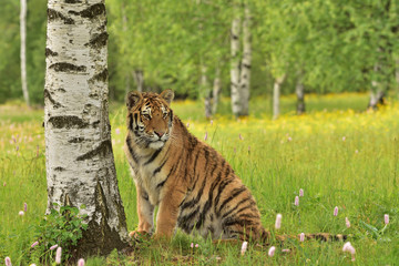 The Siberian tiger (Amur tiger - Panthera tigris altaica) in his natural environment in beautiful country