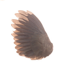 brown wing isolated