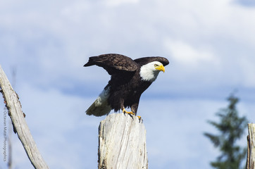 Bald Eagle