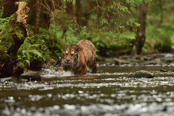 Obraz na płótnie Canvas Running Siberian tiger (Amur tiger - Panthera tigris altaica) in his natural environment in the river in beautiful country 