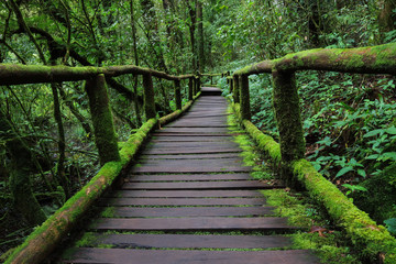 old charming wooden bridge in the forest.